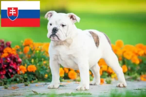 Read more about the article Angol bulldog tenyésztők és kölykök Szlovákiában