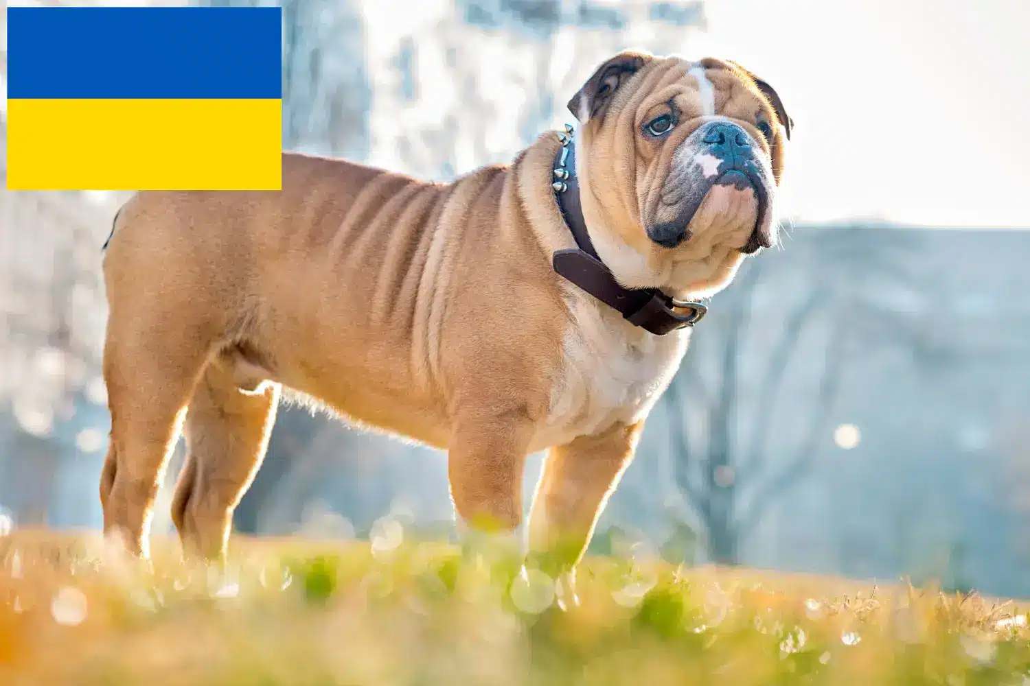 Angol bulldog kölykök és tenyésztők Ukrajna Keressen angol bulldog tenyésztőket Ukrajnában itt.