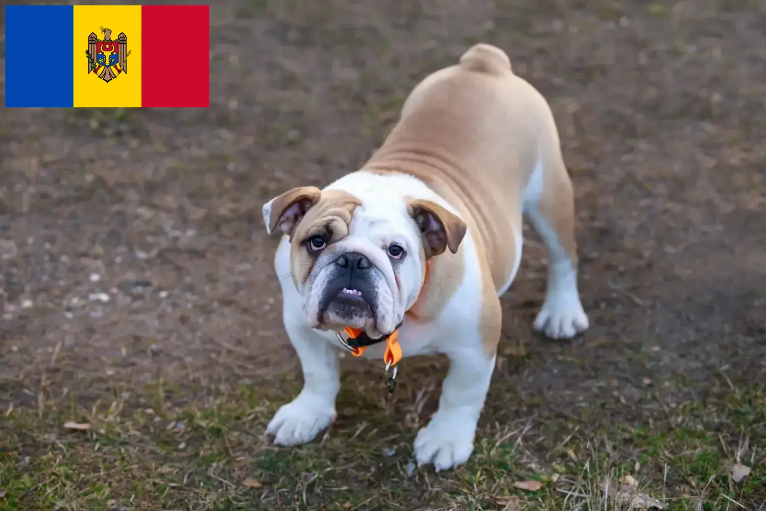 Angol bulldog kölykök és tenyésztők Moldova Köztársaság Itt találsz angol bulldog tenyésztőket Moldova Köztársaság területén.