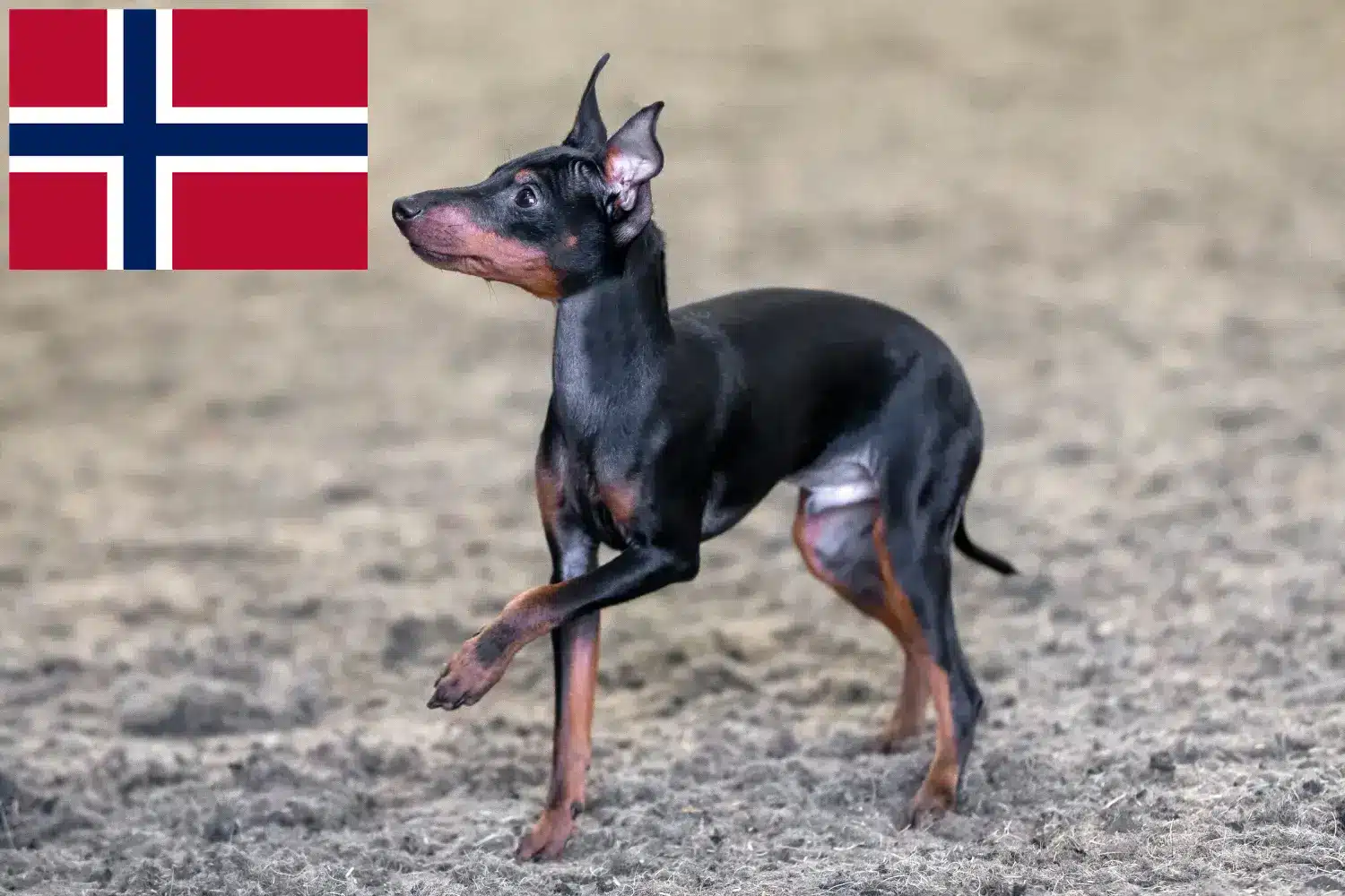 Angol Toy Terrier kiskutyák és tenyésztők Norvégia Norvégia-i angol toyterrier tenyésztőket itt találsz.
