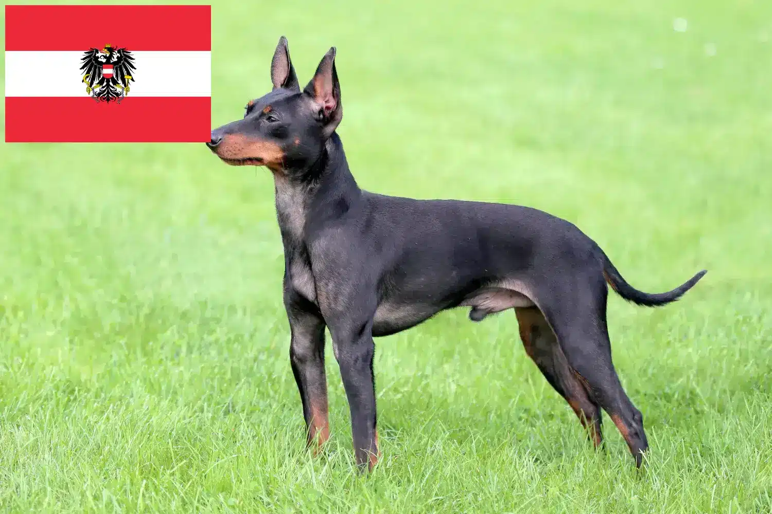Angol Toy Terrier kölykök és tenyésztők Ausztria Itt találhat angol toyterrier tenyésztőket Ausztriában.