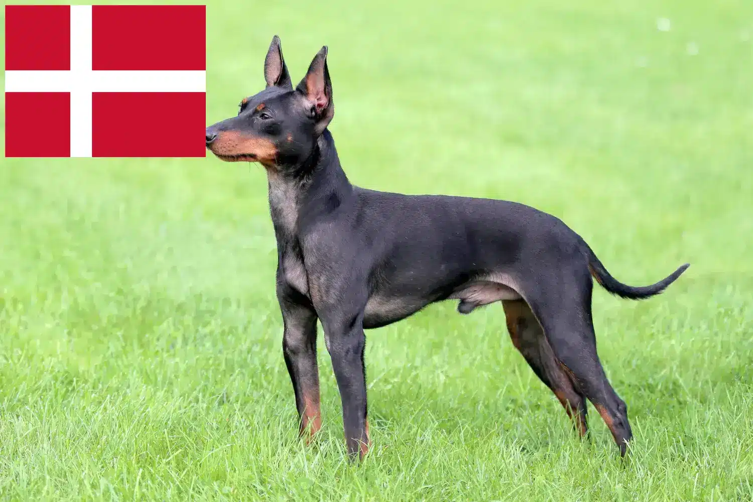 Angol Toy Terrier kiskutyák és tenyésztők Dánia Angol Toy Terrier tenyésztőket Dánia területén itt találsz.