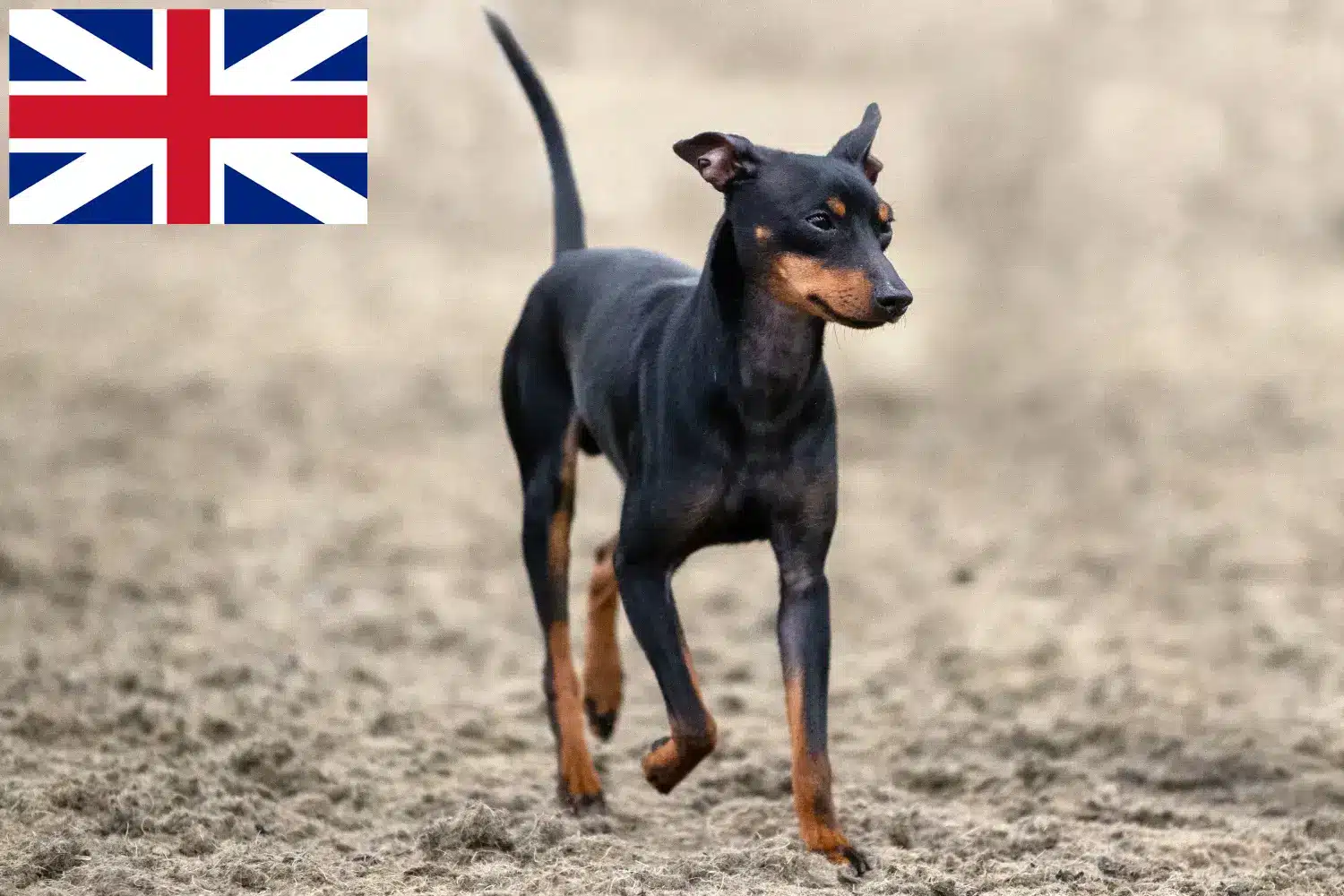 Angol Toy Terrier kiskutyák és tenyésztők Nagy-Britannia Angol Toy Terrier tenyésztőket Nagy-Britanniában itt találsz.