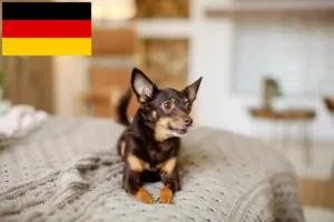 Read more about the article Angol Toy Terrier tenyésztők és kölykök Németországban