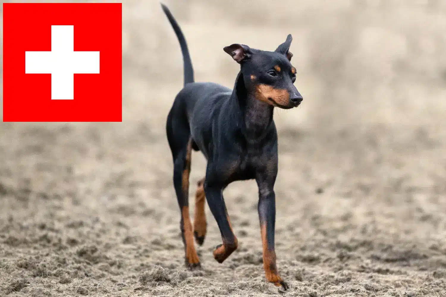 Angol Toy Terrier kölykök és tenyésztők Svájcban Itt találhat angol toyterrier tenyésztőket Svájcban.