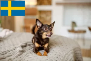 Read more about the article Angol Toy Terrier tenyésztők és kölykök Svédországban