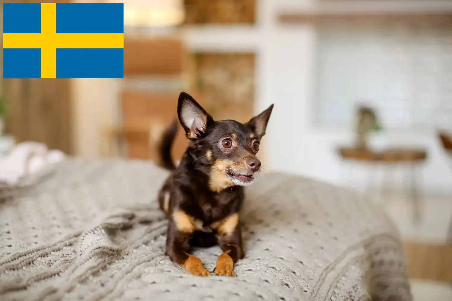 Angol Toy Terrier kölykök és tenyésztők Svédországban Svédországi angol toyterrier tenyésztőket itt találsz.