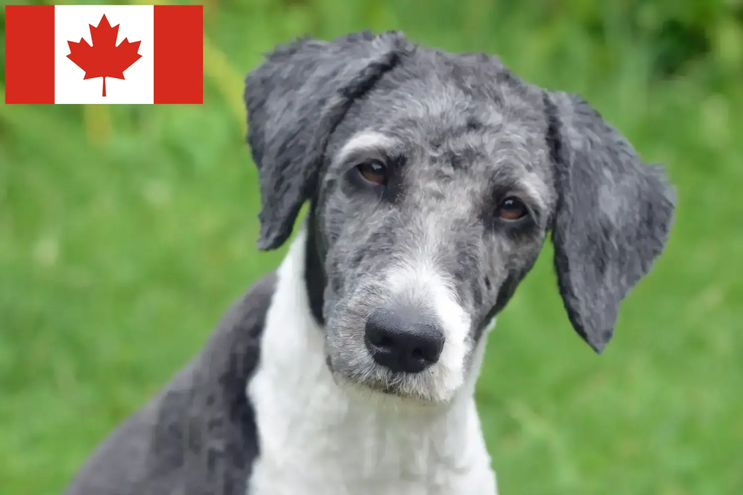 Aussiedoodle kölykök és tenyésztők Kanada Itt találsz Aussiedoodles tenyésztőket Kanadában.