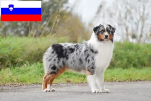 Read more about the article Ausztrál juhászkutya tenyésztők és kölykök Szlovéniában