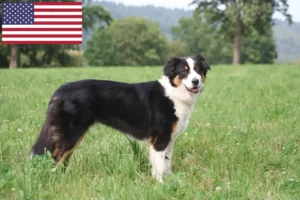 Read more about the article Ausztrál juhászkutya tenyésztők és kölykök az USA-ban