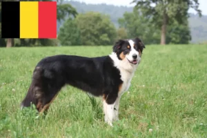 Read more about the article Ausztrál juhászkutya tenyésztők és kölykök Belgiumban