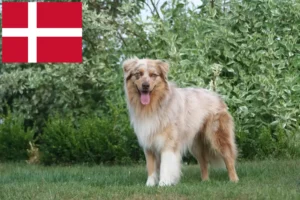 Read more about the article Ausztrál juhászkutya tenyésztők és kölykök Dániában