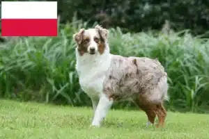 Read more about the article Ausztrál juhászkutya tenyésztők és kölykök Lengyelországban