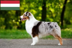 Read more about the article Ausztrál juhászkutya tenyésztők és kölykök Magyarországon