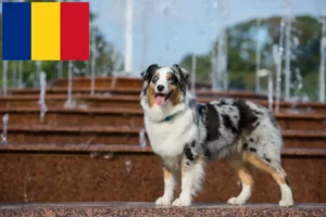 Read more about the article Ausztrál juhászkutya tenyésztők és kölykök Romániában