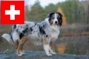 Read more about the article Ausztrál juhászkutya tenyésztők és kölykök Svájcban