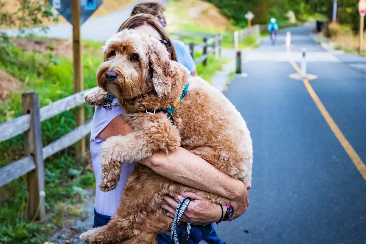 Ausztrál labradoodle - Szerelmem e kutyafajta iránt. Miért szeretem az ausztrál labradorokat