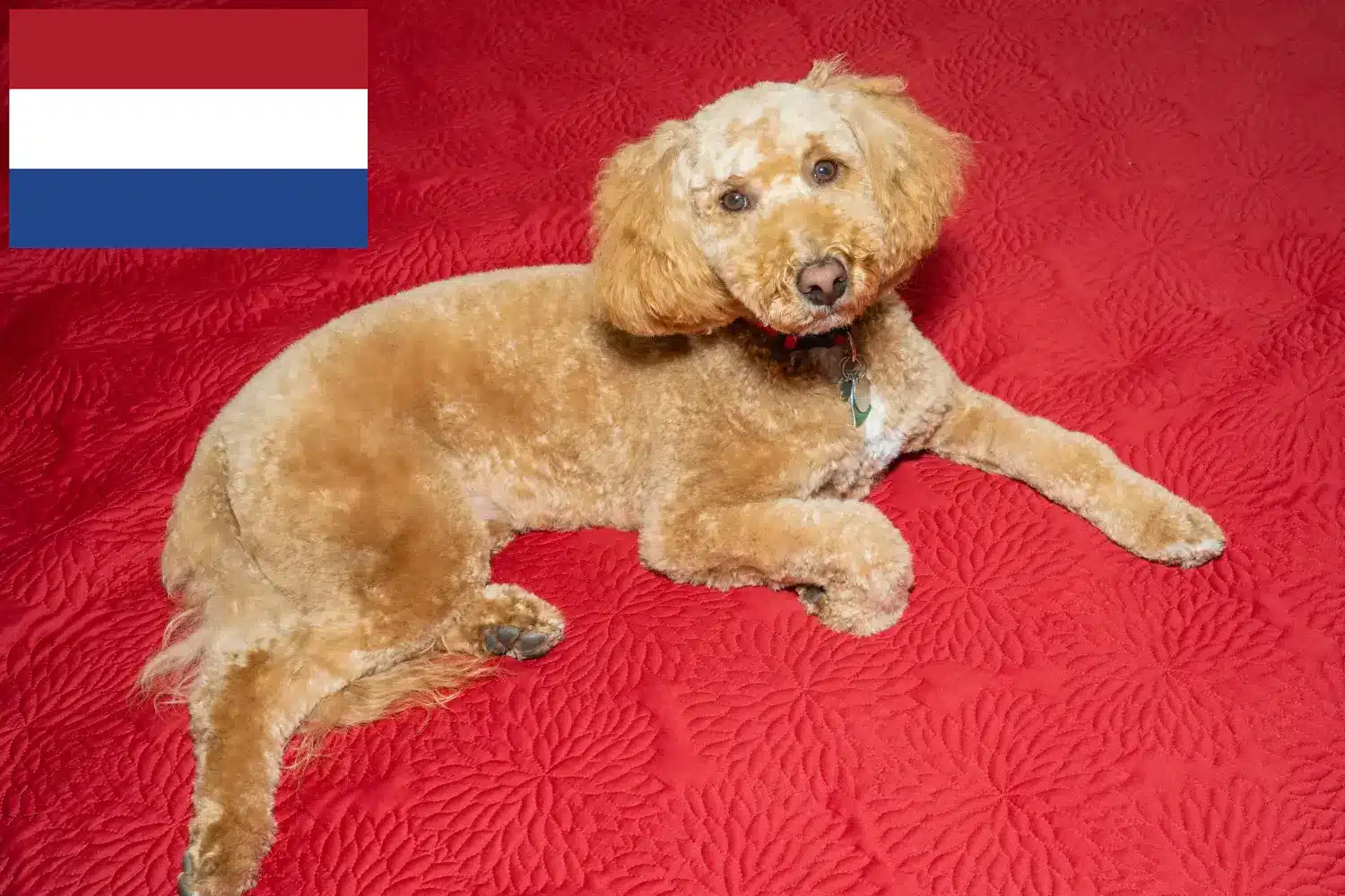 Ausztrál labradoodle kölykök és tenyésztők Hollandia Keresse meg az ausztrál labrador tenyésztőket Hollandia területén itt.
