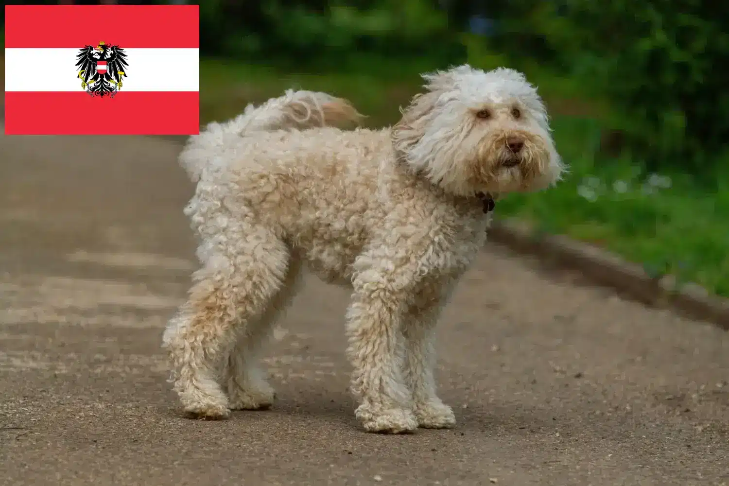 Ausztrál labradoodle kölykök és tenyésztők Ausztria Itt ausztrál labrador tenyésztőket talál Ausztriában.