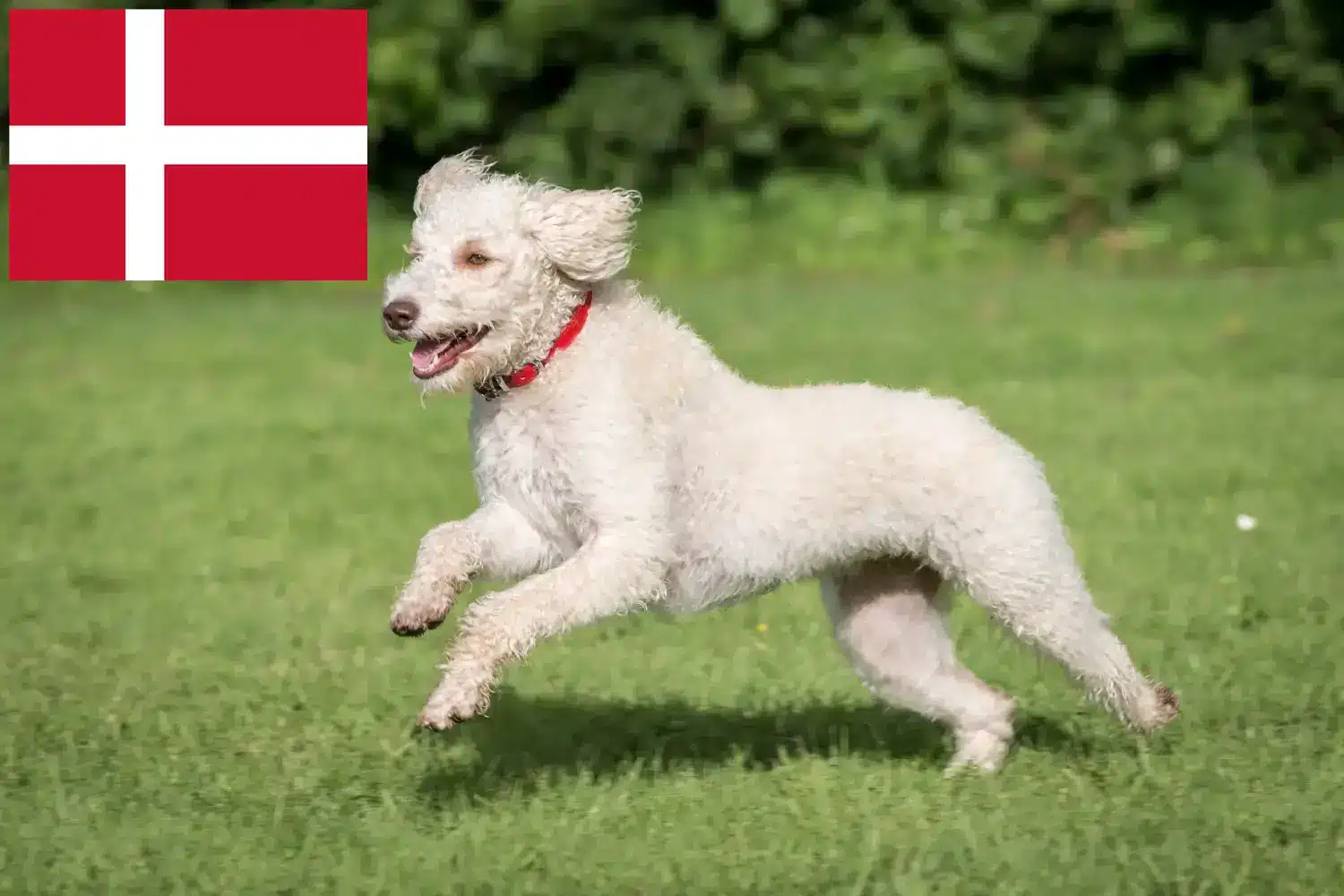 Ausztrál labradoodle kölykök és tenyésztők Dánia Ausztrál labradudli tenyésztőket Dánia területén itt találsz.