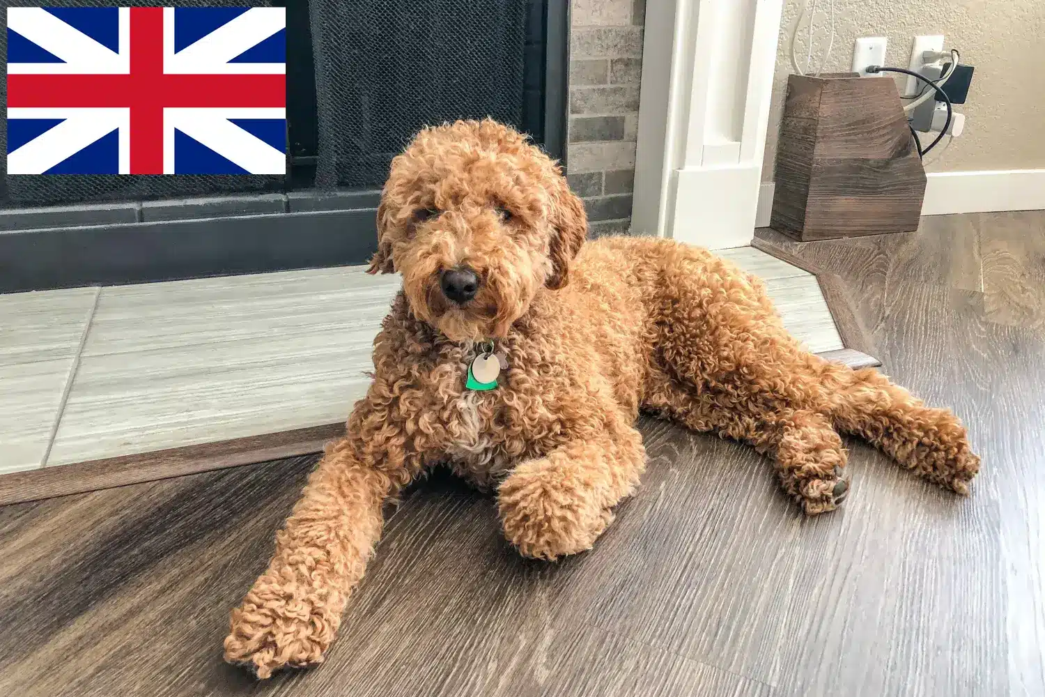 Ausztrál labradoodle kölykök és tenyésztők Nagy-Britannia Keresse meg az ausztrál labrador tenyésztőket az Egyesült Királyságban itt.