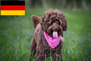Read more about the article Ausztrál labradoodle tenyésztők és kölykök Németországban
