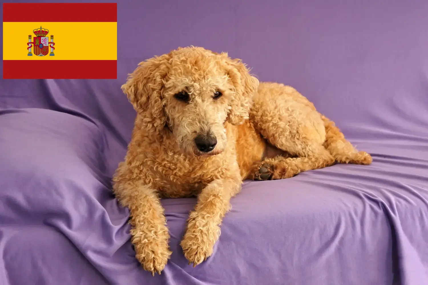 Ausztrál labradoodle kölykök és tenyésztők Spanyolországban Keresse meg a Spanyolországban található ausztrál labrador tenyésztőket itt.