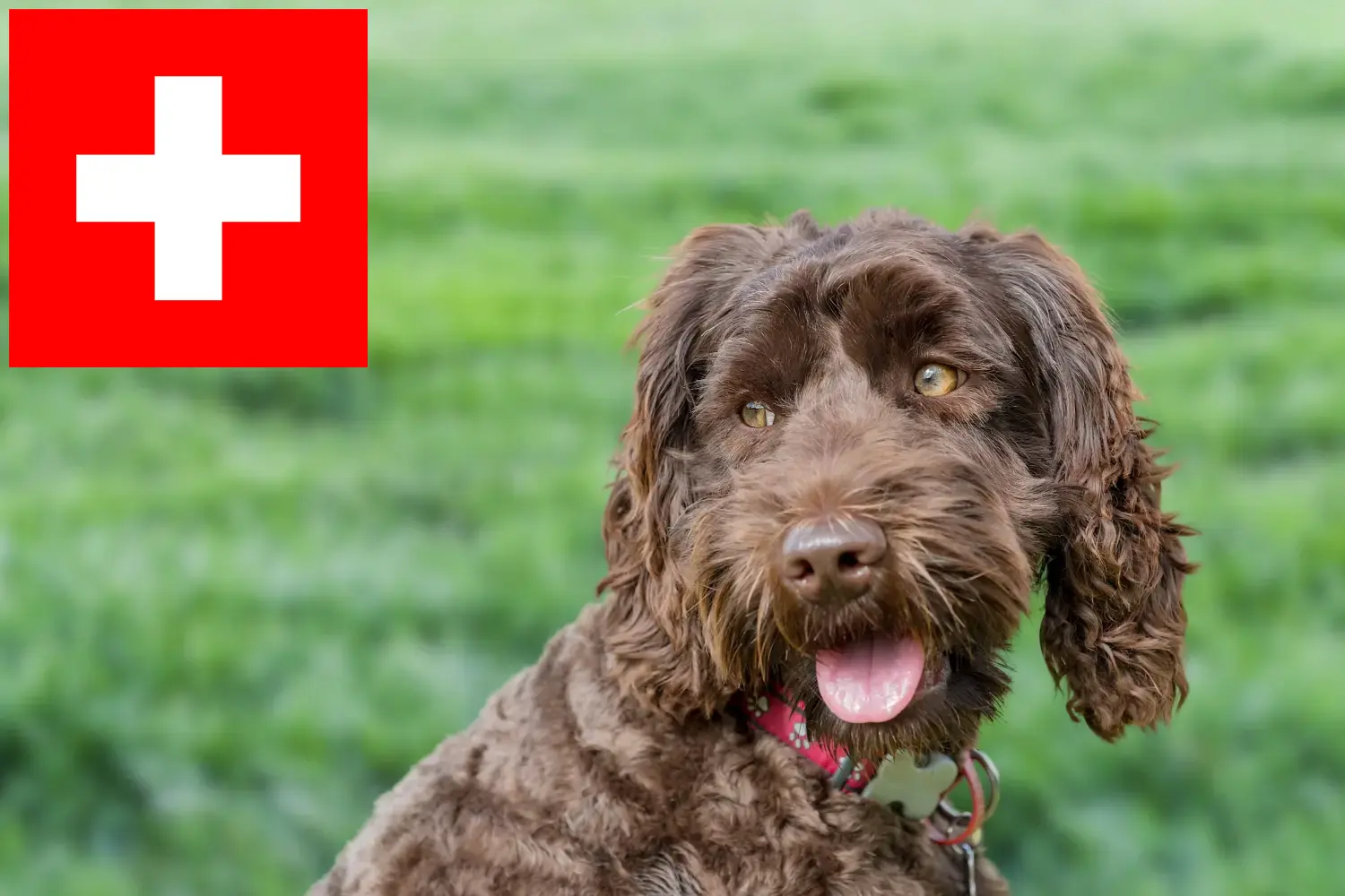 Ausztrál labradoodle kölykök és tenyésztők Svájcban Itt megtalálhatja a Svájcban található ausztrál labrador tenyésztőket.