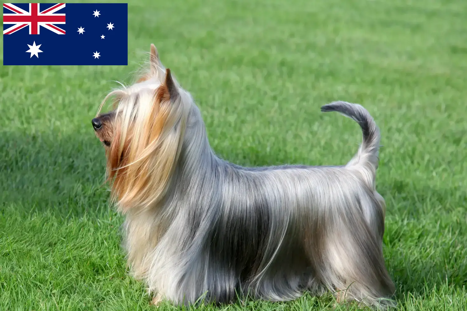 Ausztrál Silky Terrier kölykök és tenyésztők Ausztrália Keress ausztrál szilkiterrier tenyésztőket Ausztráliában.