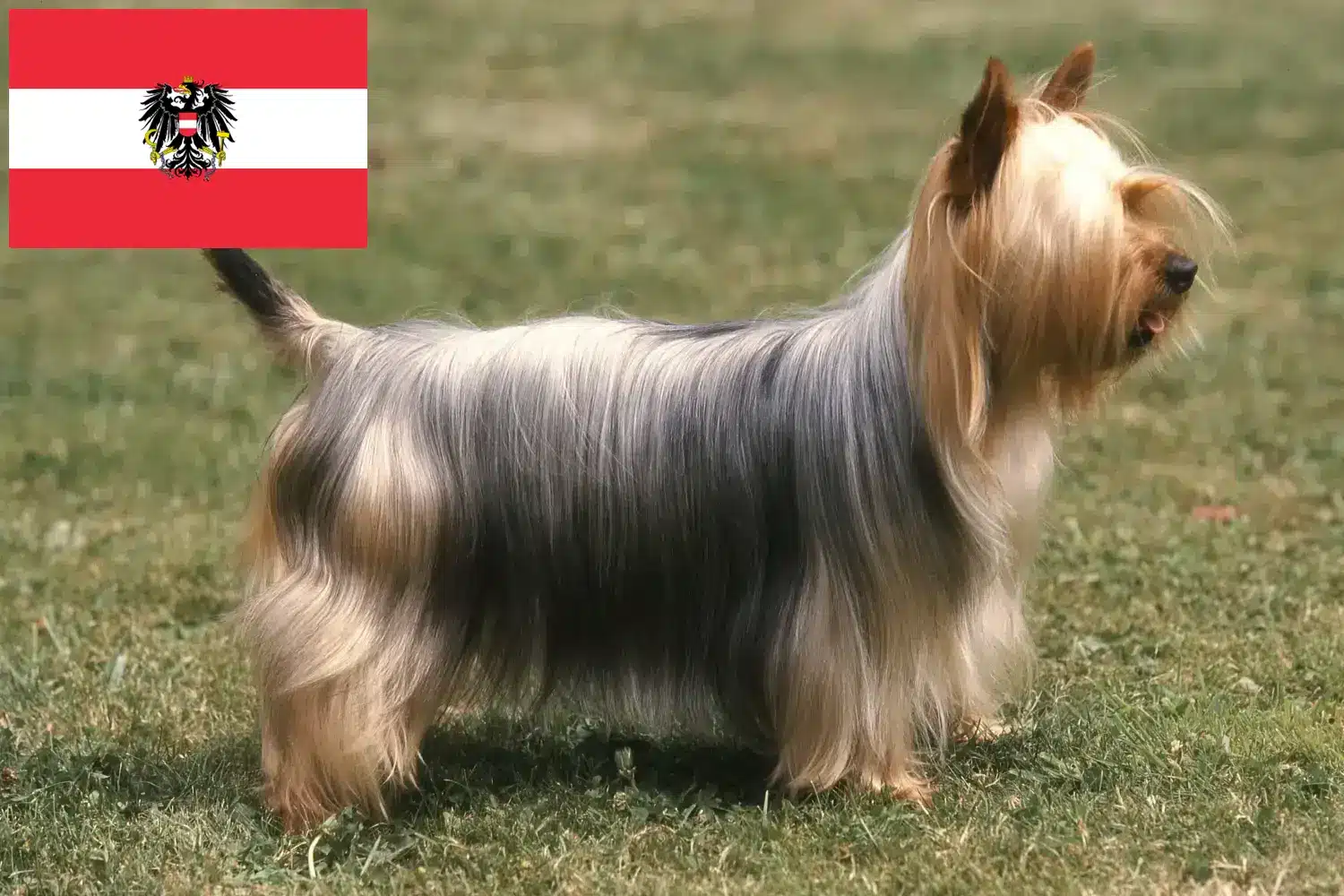 Ausztrál szilkiterrier kölykök és tenyésztők Ausztria Itt ausztrál szilketerrier tenyésztőket talál Ausztriában.