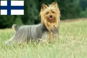 Read more about the article Ausztrál szilkiterrier tenyésztők és kölykök Finnországban
