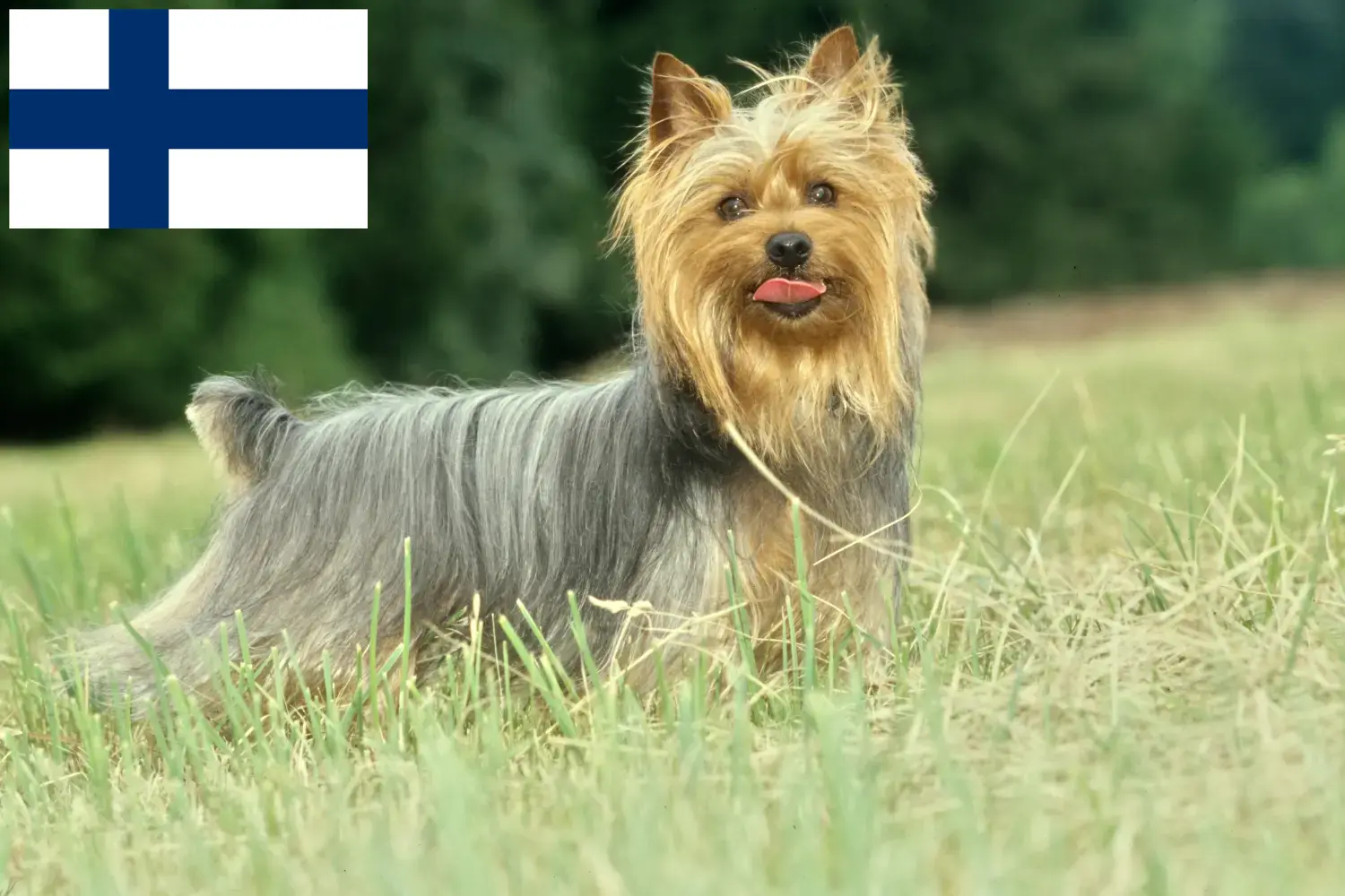 Ausztrál szilkiterrier kölykök és tenyésztők Finnország Itt találsz ausztrál szilkiterrier tenyésztőket Finnországban.