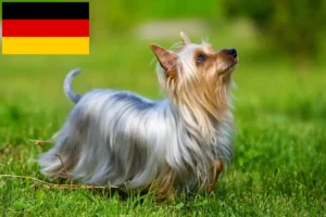 Read more about the article Ausztrál szilkiterrier tenyésztők és kölykök Németországban