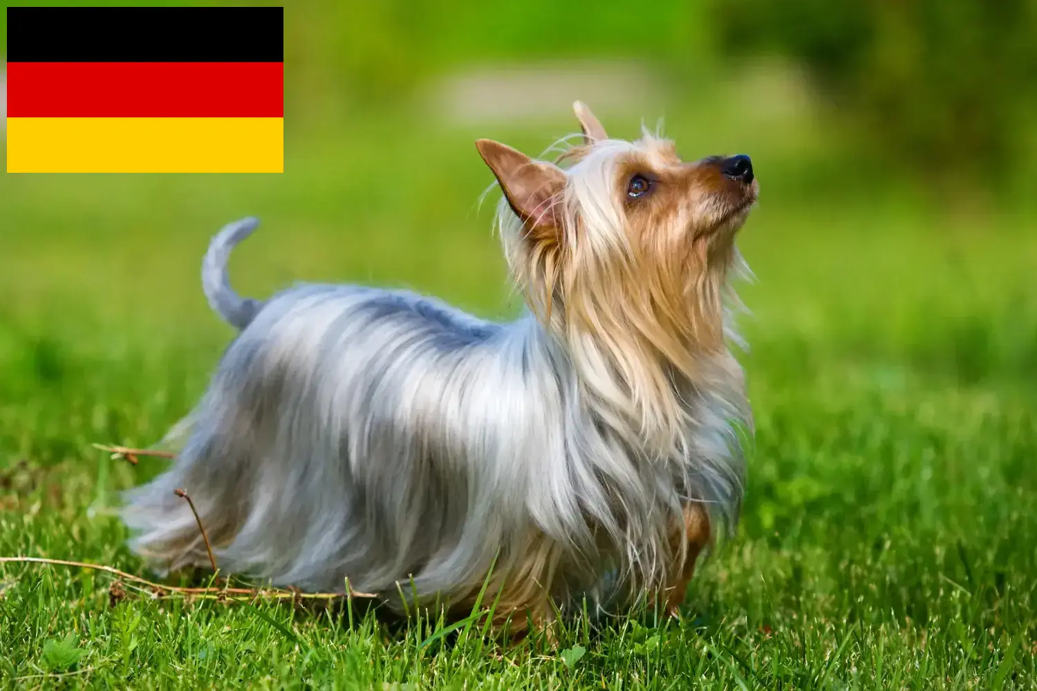Ausztrál szilkiterrier kölykök és tenyésztők Németország Itt talál ausztrál szilketerrier tenyésztőket Németországban.
