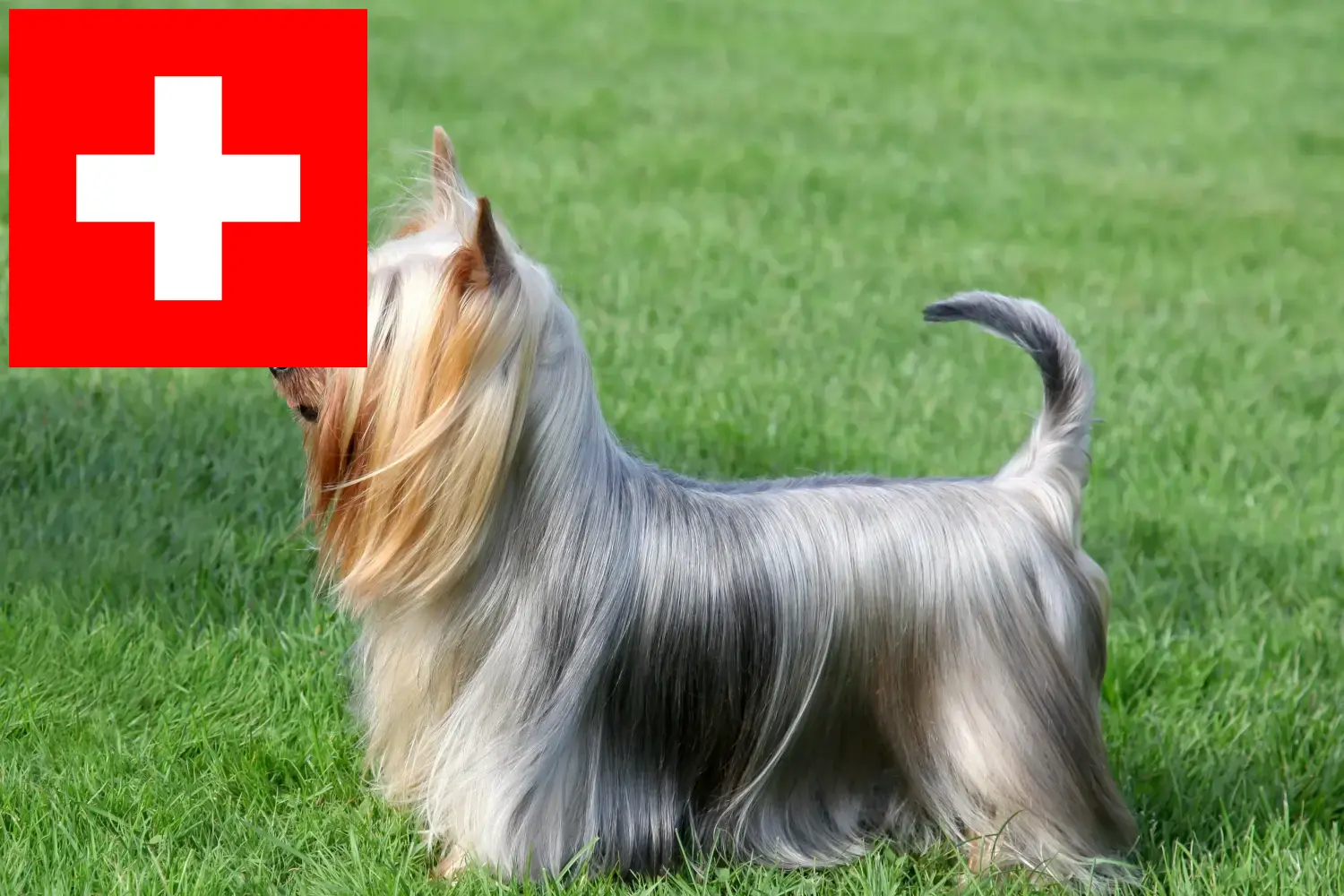Ausztrál szilkiterrier kölykök és tenyésztők Svájcban Itt talál ausztrál szilketerrier tenyésztőket Svájcban.