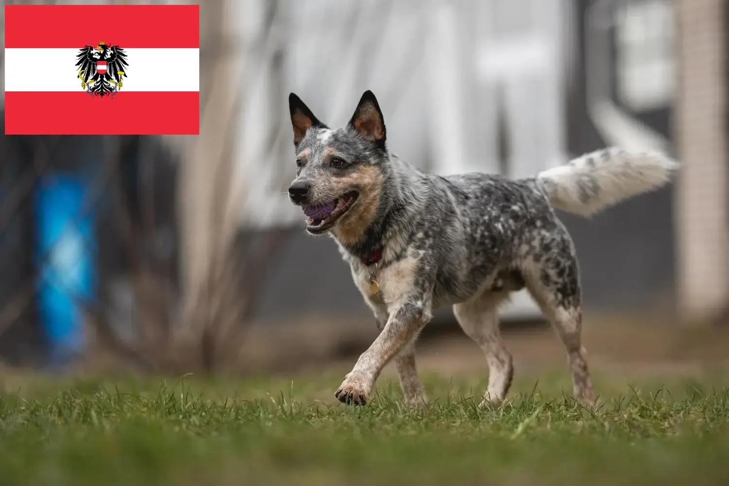 Ausztrál szarvasmarha kutya kölykök és tenyésztők Ausztria Itt ausztrál szarvasmarha kutyatenyésztőket talál Ausztriában.