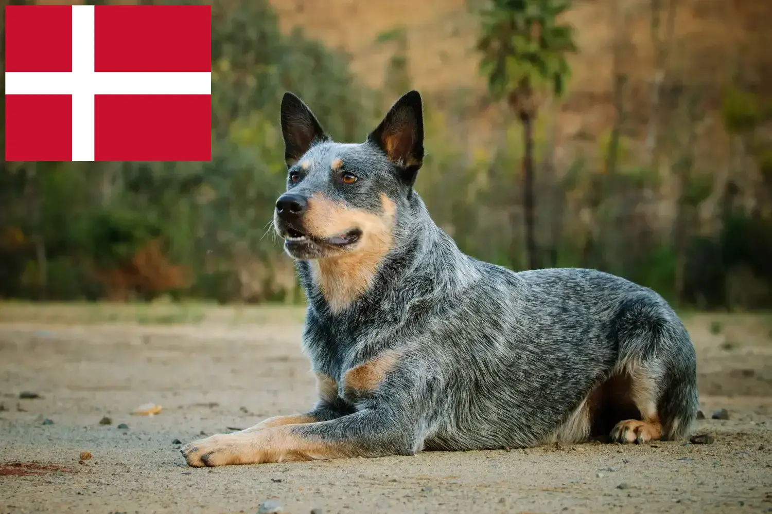 Ausztrál szarvasmarha kutya kölykök és tenyésztők Dánia Keress ausztrál szarvasmarha kutyatenyésztőket Dánia területén.