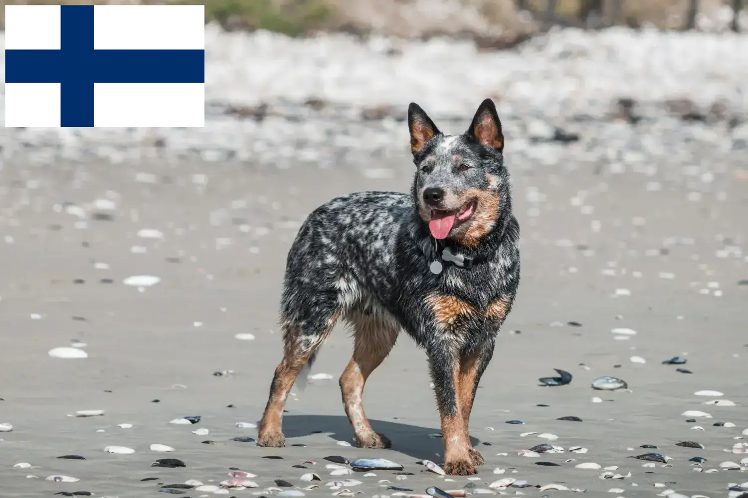 Ausztrál szarvasmarha kutya kölykök és tenyésztők Finnország Keress ausztrál szarvasmarha kutyatenyésztőket Finnországban.