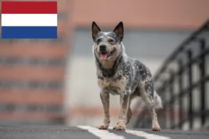 Read more about the article Ausztrál szarvasmarha kutya tenyésztők és kölykök Hollandiában