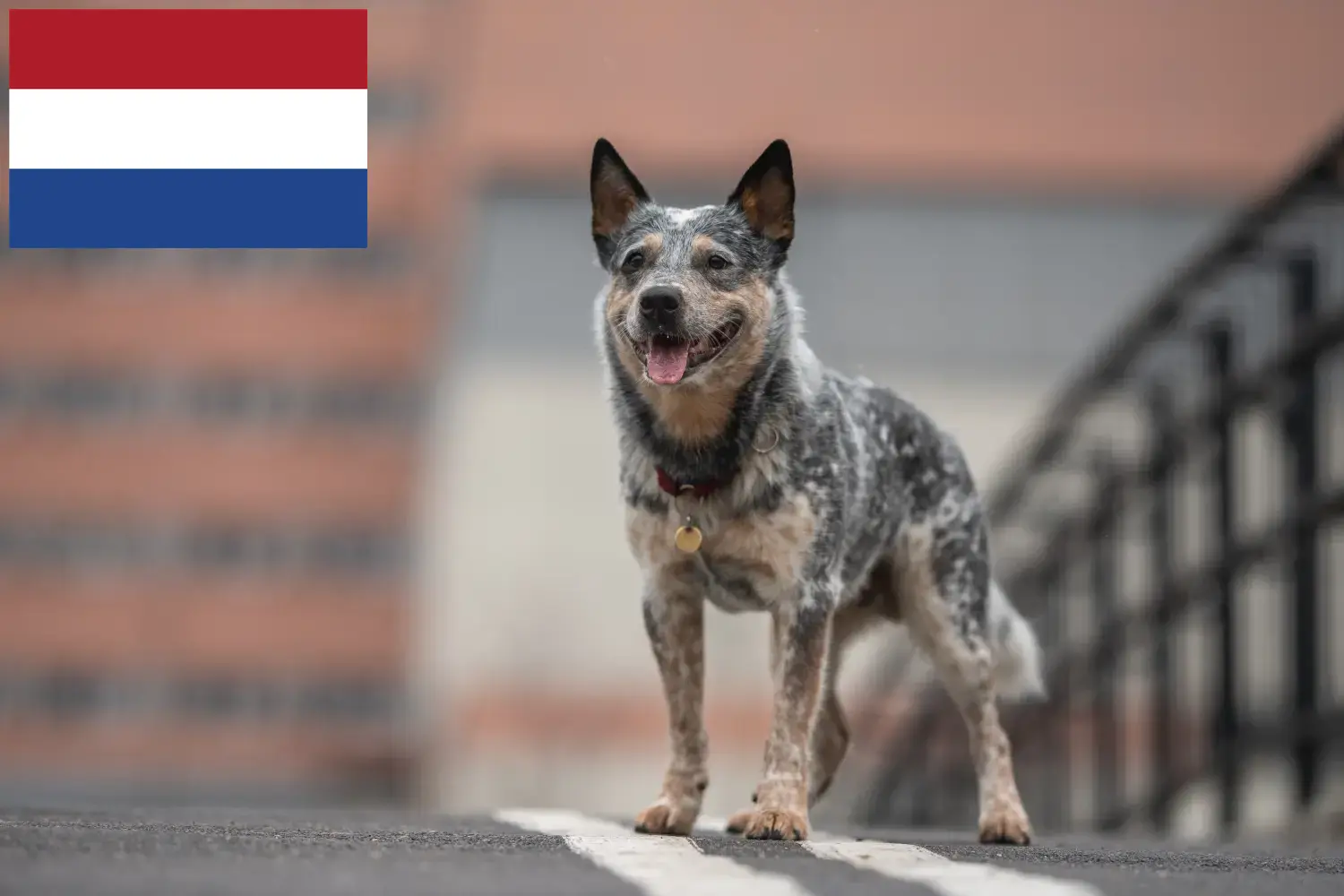Ausztrál szarvasmarha kutya kölykök és tenyésztők Hollandia Itt megtalálhatja az ausztrál szarvasmarha kutyák tenyésztőit Hollandiában.