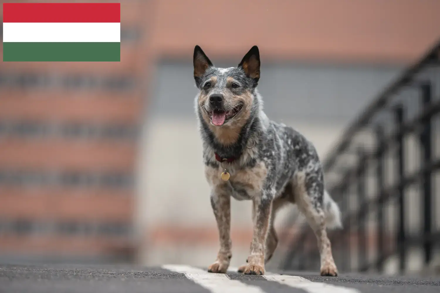 Ausztrál szarvasmarha kutya kölykök és tenyésztők Magyarország Itt találsz ausztrál szarvasmarha kutyatenyésztőket Magyarországon.