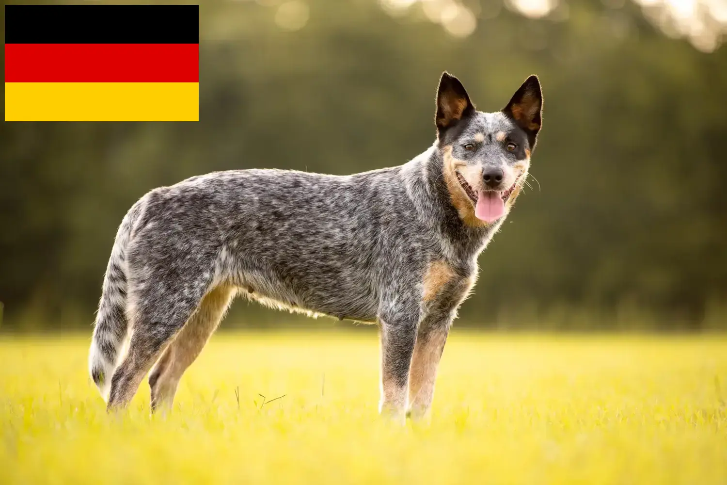 Ausztrál szarvasmarha kutya kölykök és tenyésztők Németország Itt talál ausztrál szarvasmarha kutyák tenyésztőit Németországban.