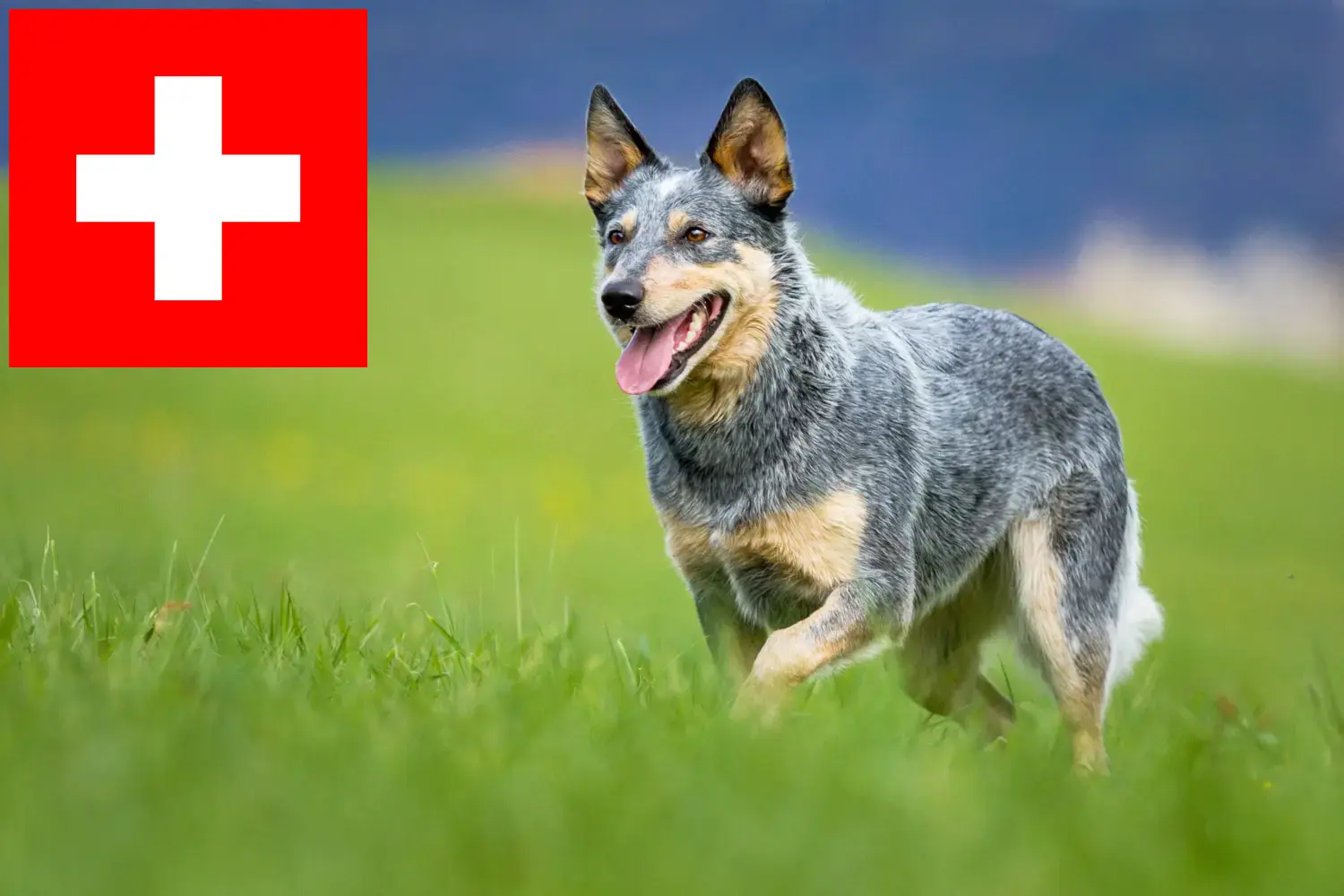 Ausztrál szarvasmarha kutya kölykök és tenyésztők Svájc Itt talál ausztrál szarvasmarha kutyák tenyésztőit Svájcban.