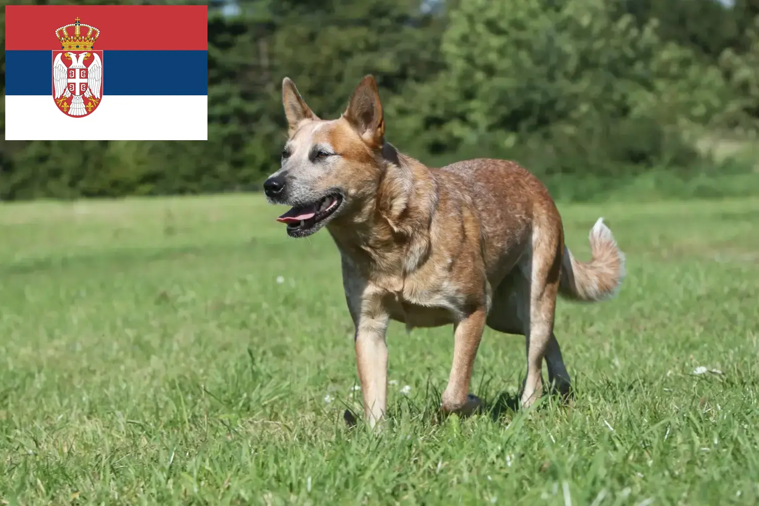 Ausztrál szarvasmarha kutya kölykök és tenyésztők Szerbia Keress ausztrál szarvasmarha kutyatenyésztőket Szerbiában.