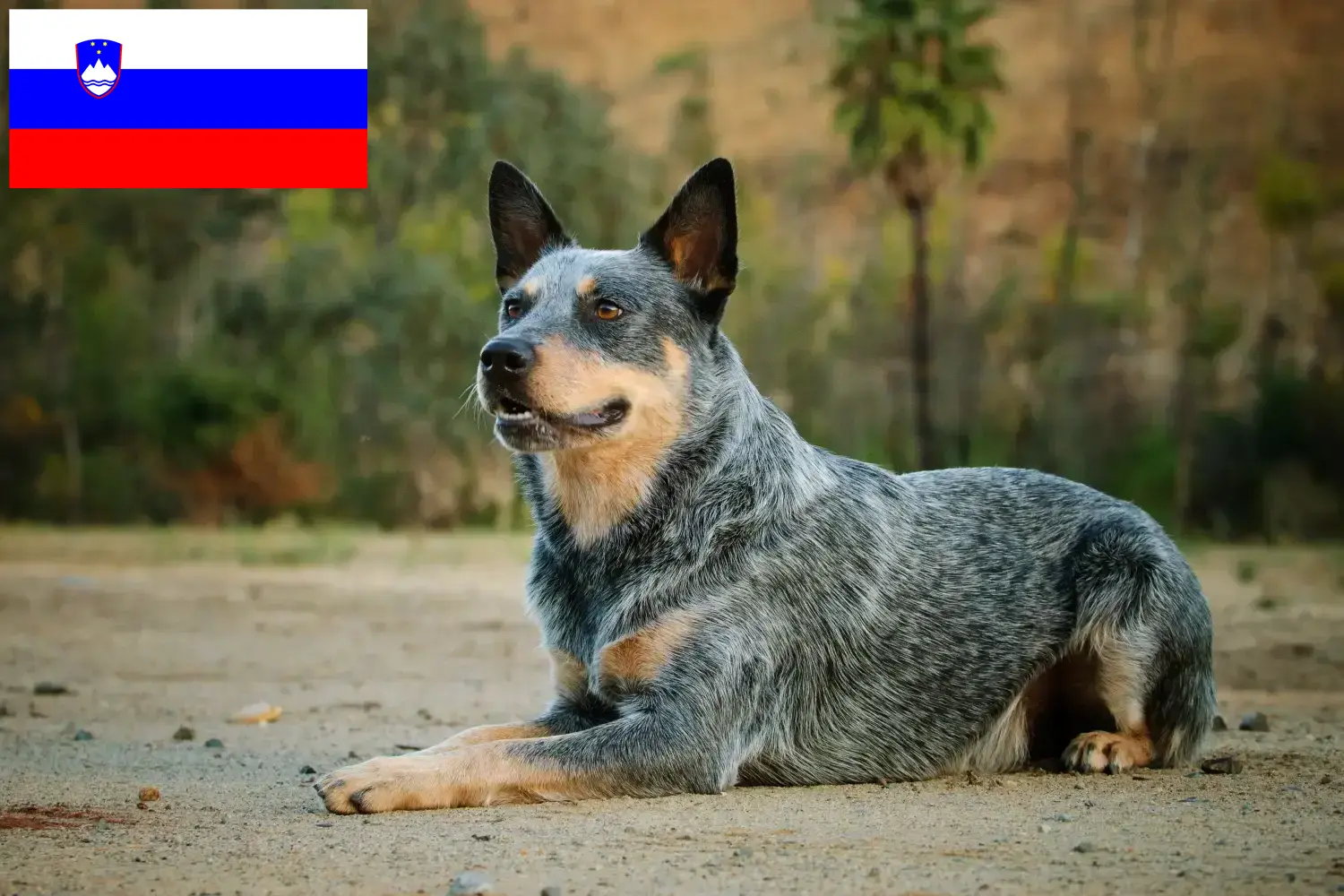 Ausztrál szarvasmarha kutya kölykök és tenyésztők Szlovénia Keress ausztrál szarvasmarha kutyatenyésztőket Szlovéniában.