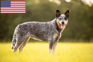 Read more about the article Ausztrál szarvasmarha kutya tenyésztők és kölykök az USA-ban