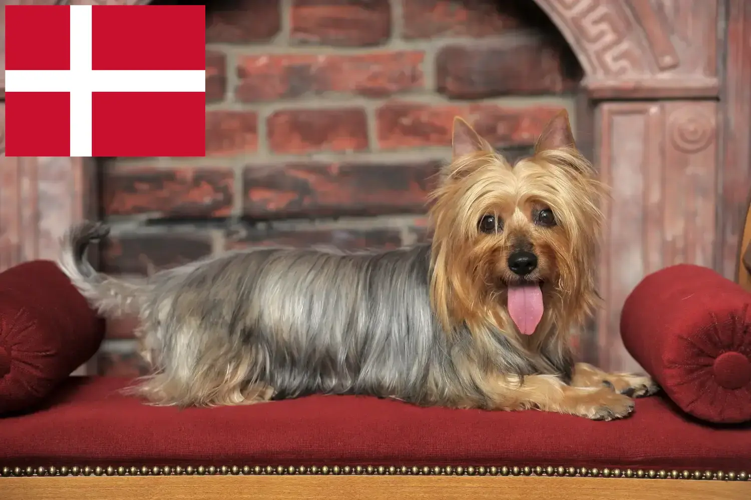 Ausztrál szilkiterrier kölykök és tenyésztők Dánia Ausztrál szilkiterrier tenyésztőket Dánia területén itt találsz.