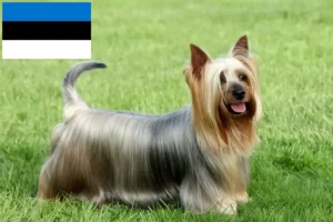Read more about the article Ausztrál szilkiterrier tenyésztők és kölykök Észtországban