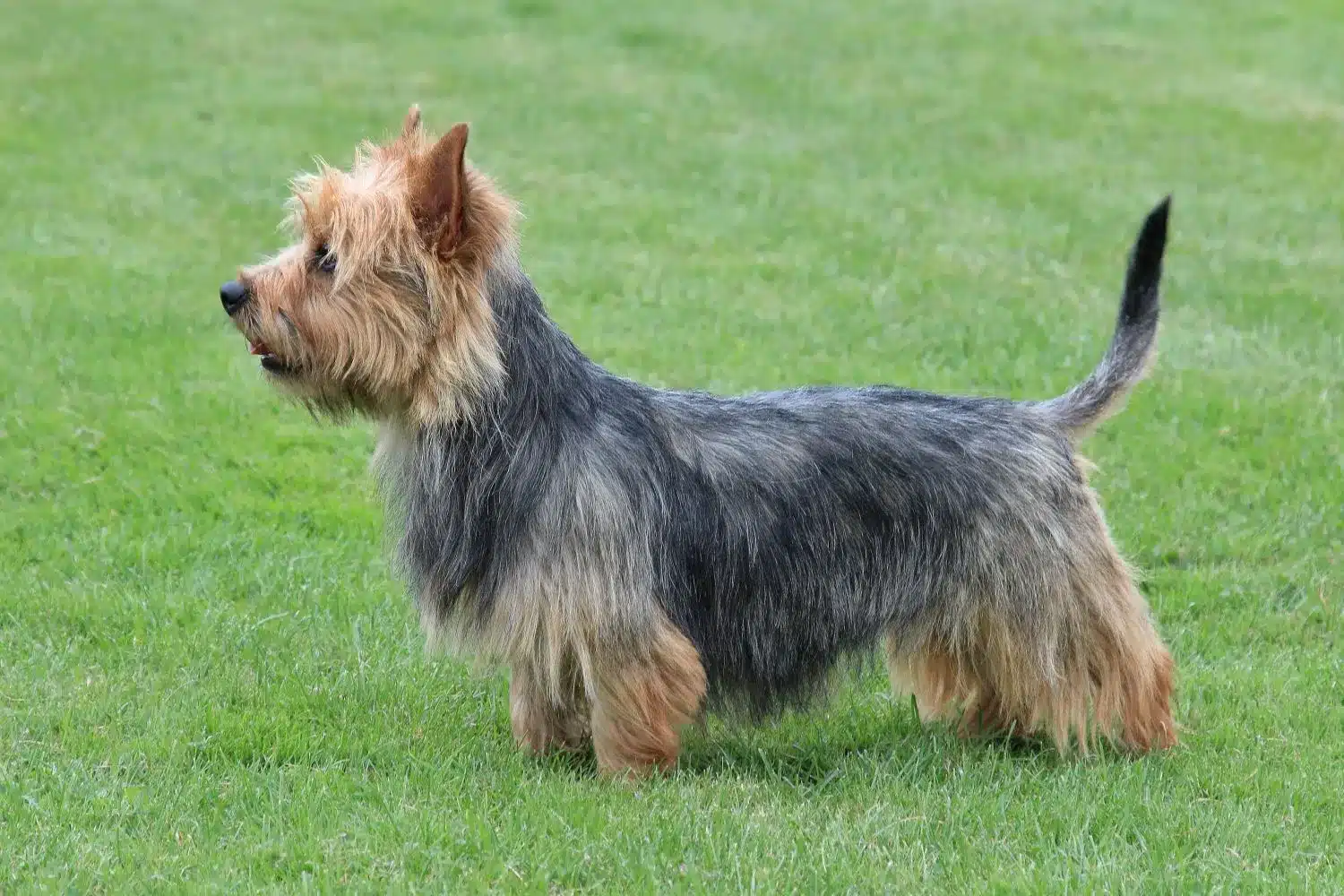 Ausztrál terrier kölykök és tenyésztők Találj ausztrál terrier tenyésztőket a közeledben.