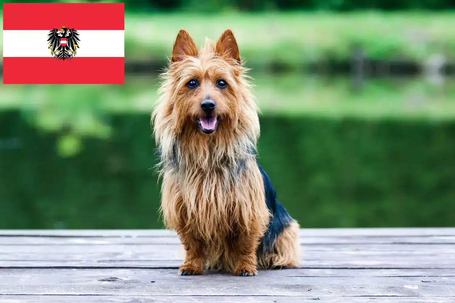Read more about the article Ausztrál terrier tenyésztők és kölykök Ausztriában